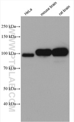 KIF2A Antibody in Western Blot (WB)