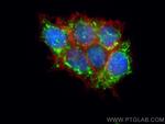 PYCR1 Antibody in Immunocytochemistry (ICC/IF)