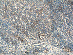 TNF beta Antibody in Immunohistochemistry (Paraffin) (IHC (P))