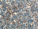 TNF beta Antibody in Immunohistochemistry (Paraffin) (IHC (P))