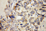 MTHFS Antibody in Immunohistochemistry (Paraffin) (IHC (P))