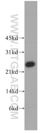 MTHFS Antibody in Western Blot (WB)