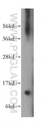 VAMP1 Antibody in Western Blot (WB)