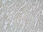 ZFYVE16 Antibody in Immunohistochemistry (Paraffin) (IHC (P))