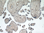 ZFYVE16 Antibody in Immunohistochemistry (Paraffin) (IHC (P))