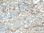 ZFYVE16 Antibody in Immunohistochemistry (Paraffin) (IHC (P))