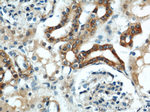 ZFYVE16 Antibody in Immunohistochemistry (Paraffin) (IHC (P))