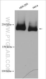 ZFYVE16 Antibody in Western Blot (WB)