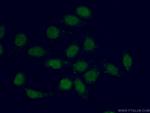 TEAD3 Antibody in Immunocytochemistry (ICC/IF)