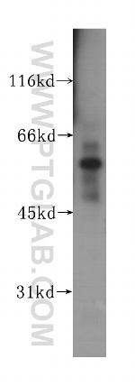 TEAD3 Antibody in Western Blot (WB)