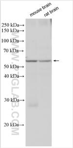 PDE1B Antibody in Western Blot (WB)