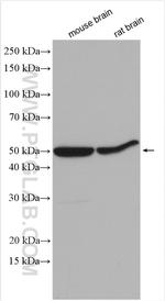 PPP2R2B Antibody in Western Blot (WB)