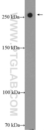 USP24 Antibody in Western Blot (WB)