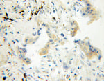 FDFT1 Antibody in Immunohistochemistry (Paraffin) (IHC (P))