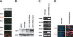 NEFH Antibody in Immunocytochemistry (ICC/IF)