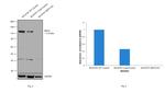 NEFH Antibody in Western Blot (WB)