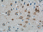 MINK1 Antibody in Immunohistochemistry (Paraffin) (IHC (P))