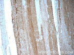 MINK1 Antibody in Immunohistochemistry (Paraffin) (IHC (P))