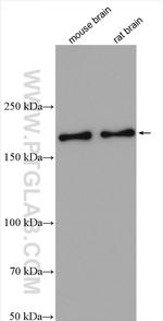 MINK1 Antibody in Western Blot (WB)