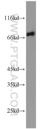 GYG2 Antibody in Western Blot (WB)