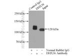 DHX36 Antibody in Immunoprecipitation (IP)