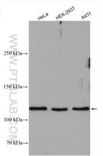 DHX36 Antibody in Western Blot (WB)