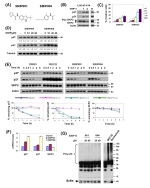 Ubiquitin Antibody in Western Blot (WB)