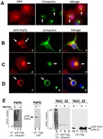 Ubiquitin Antibody in Western Blot (WB)