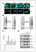 Ubiquitin Antibody in Western Blot (WB)