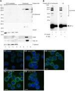 Ubiquitin Antibody in Western Blot (WB)