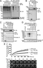 Ubiquitin Antibody in Western Blot (WB)