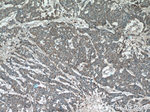 SIRT1 Antibody in Immunohistochemistry (Paraffin) (IHC (P))