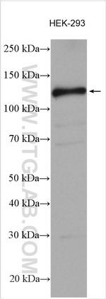 SIRT1 Antibody in Western Blot (WB)