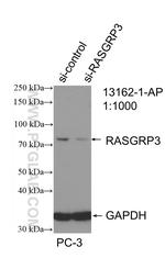 RASGRP3 Antibody in Western Blot (WB)