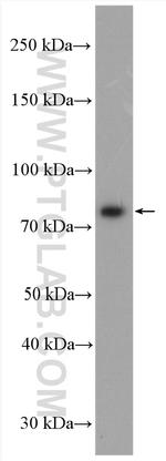 RASGRP3 Antibody in Western Blot (WB)