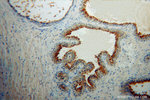 PSMA/GCPII Antibody in Immunohistochemistry (Paraffin) (IHC (P))