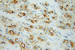 PSMA/GCPII Antibody in Immunohistochemistry (Paraffin) (IHC (P))