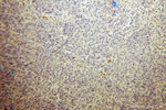 PSMA/GCPII Antibody in Immunohistochemistry (Paraffin) (IHC (P))