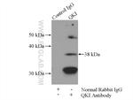 QKI Antibody in Immunoprecipitation (IP)