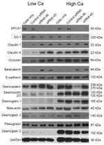 Claudin 1 Antibody in Western Blot (WB)