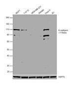 E-cadherin Antibody