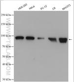 HSP90 Antibody in Western Blot (WB)