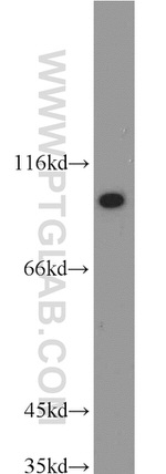 HSP90 Antibody in Western Blot (WB)