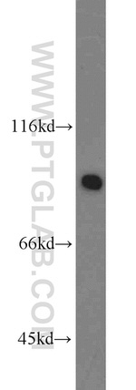 HSP90 Antibody in Western Blot (WB)