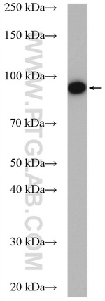 HSP90 Antibody in Western Blot (WB)