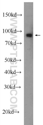 HSP90 Antibody in Western Blot (WB)