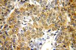 HSP90 Antibody in Immunohistochemistry (Paraffin) (IHC (P))