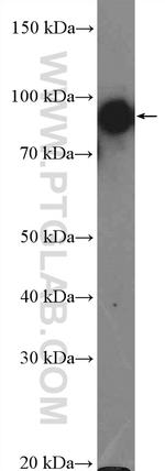 HSP90 Antibody in Western Blot (WB)