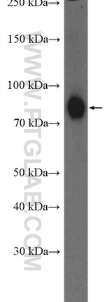 RALBP1 Antibody in Western Blot (WB)