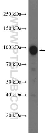 RALBP1 Antibody in Western Blot (WB)